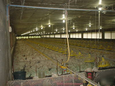 Business for sale contract growing broiler chickens 