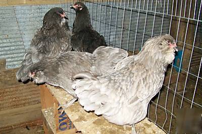 10+ pure ameraucana blue hatching eggs no mutts beautie
