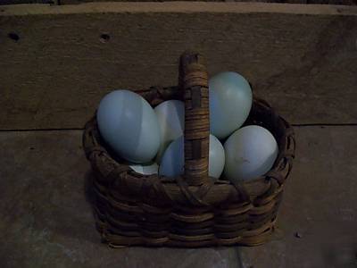 10+ pure ameraucana blue hatching eggs no mutts beautie
