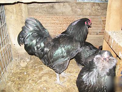 10+ pure ameraucana blue hatching eggs no mutts beautie