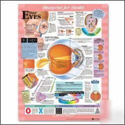 Blueprint for health your eyes anatomy chart/model