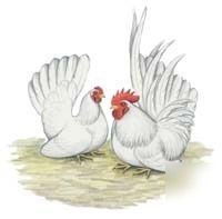 24 japanese bantams hatching eggs (all purebred)