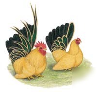 24 japanese bantams hatching eggs (all purebred)