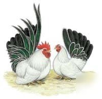 24 japanese bantams hatching eggs (all purebred)
