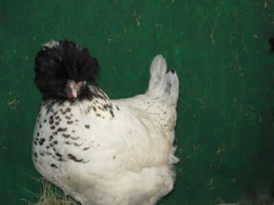 12 rare black crest white polish bantam hatching eggs