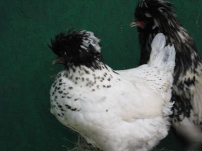 12 rare black crest white polish bantam hatching eggs
